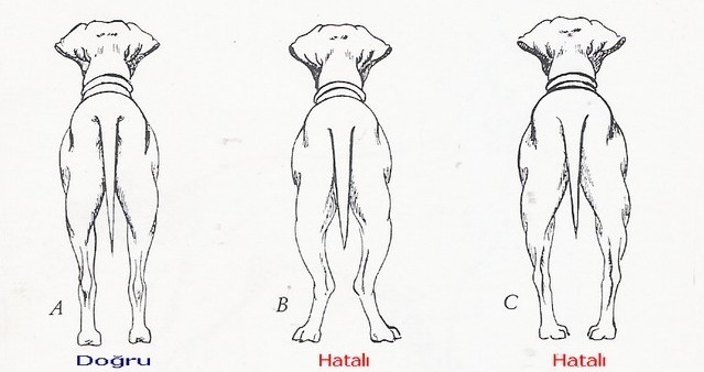 Kurzhaar bacakları