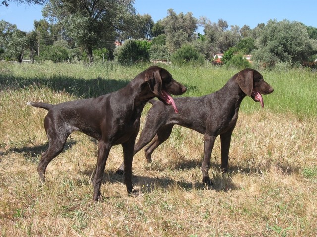 asya-asya-kurzhaar-mahmut64