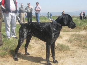 erol