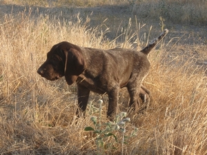 güay