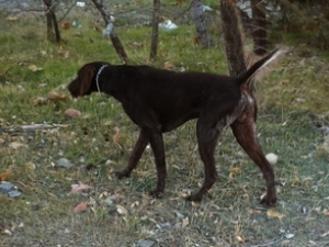 hacı
