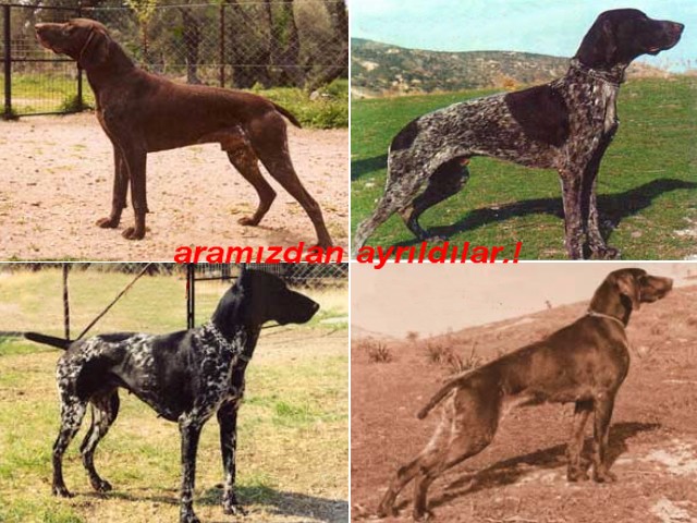 kurzhaar-mahmut-limnili