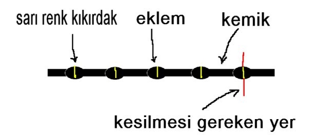 kuyruk
