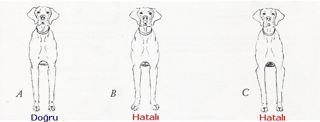 pointer bacak