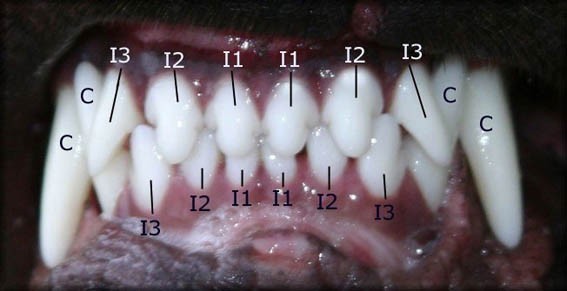 pointer dişler
