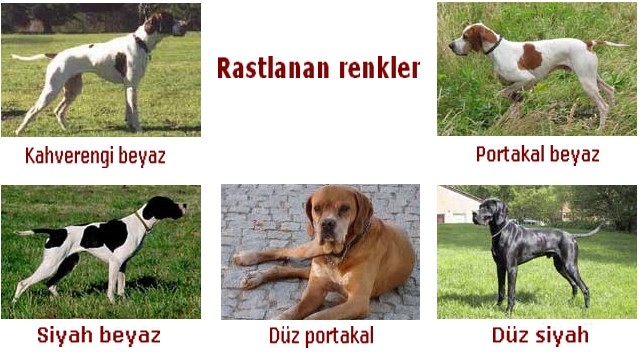 pointer renkler