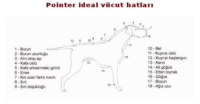 poşnter vucut