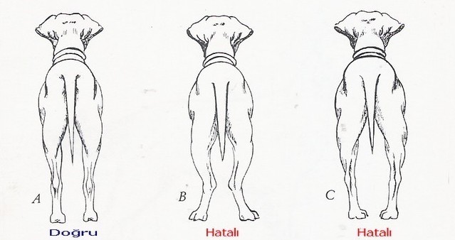 pointer bacak