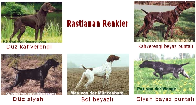 kurzhaar renkler