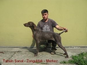 tahsin