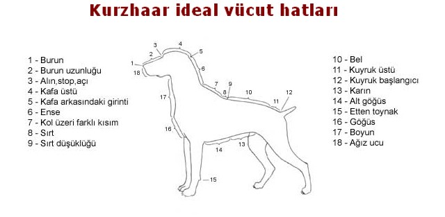 kurzhaar vücut hatları