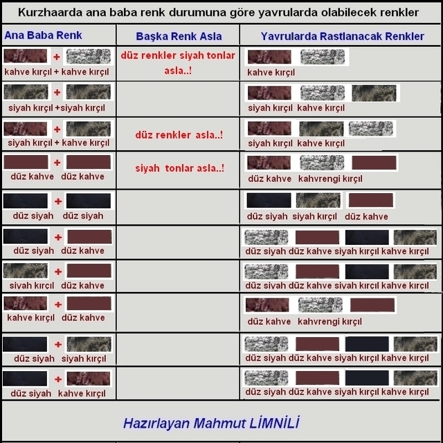 yavrurenkler