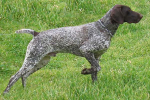 zago